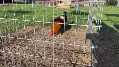 20k kelso for breeding 