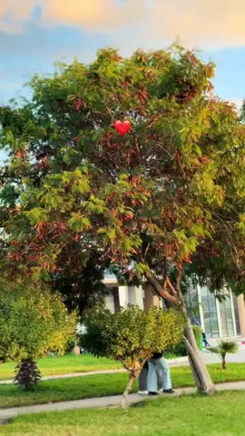 طاقيه(ة)💕 #جامعة #msila #fyp #algeria #جامعة_محمد_بوضياف_مسيلة 