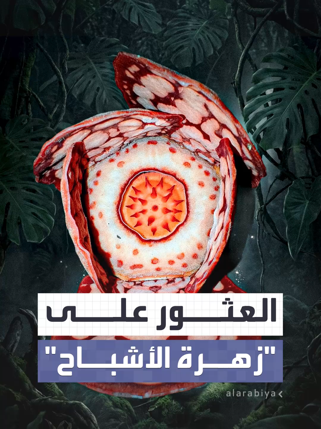 العثور على زهرة الأشباح بعد 13 عاما من البحث في أدغال سومطرة الخطرة #العربية