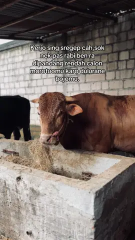 😊#peternakmuda #peternaksapiindonesia #sobatngaret #sapiviral #fyp 