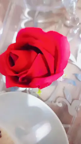 #مغروره_بس_كيوت🧸🖤 #❤️❤️❤️❤️❤️❤️❤️ #تصميم_فيديوهات🎶🎤🎬تصميمي🔥 