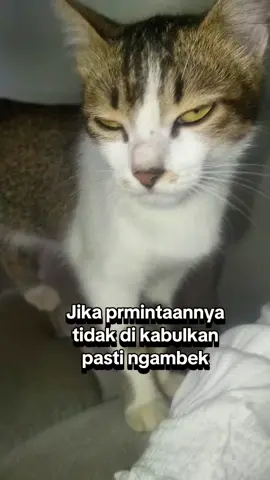entah minta apa  #cat #catlover 