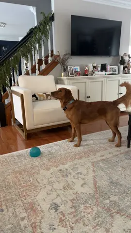 The tree clearly tried to attack Enzo this morning #goldenboyenzo #goldenretriever #goldensoftiktok #christmas #christmastree 