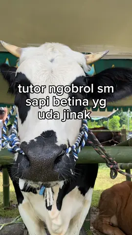 ngobrol sm sapi aja nyambung ☺️ #fyp #viral #sapilucu #sapijinak #tutorngobrolsamasapi