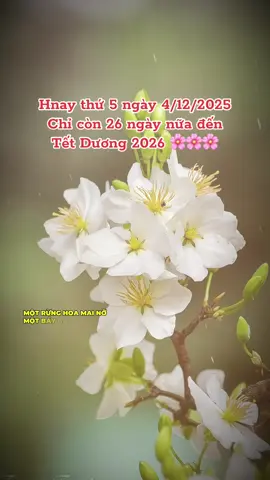 Tết đến Xuân về nhà nhà đều thích  #tetbinhngo2026 #tetbinhngo2026🧧🎆🧨 #demngaydentet #tet2026 #tet 