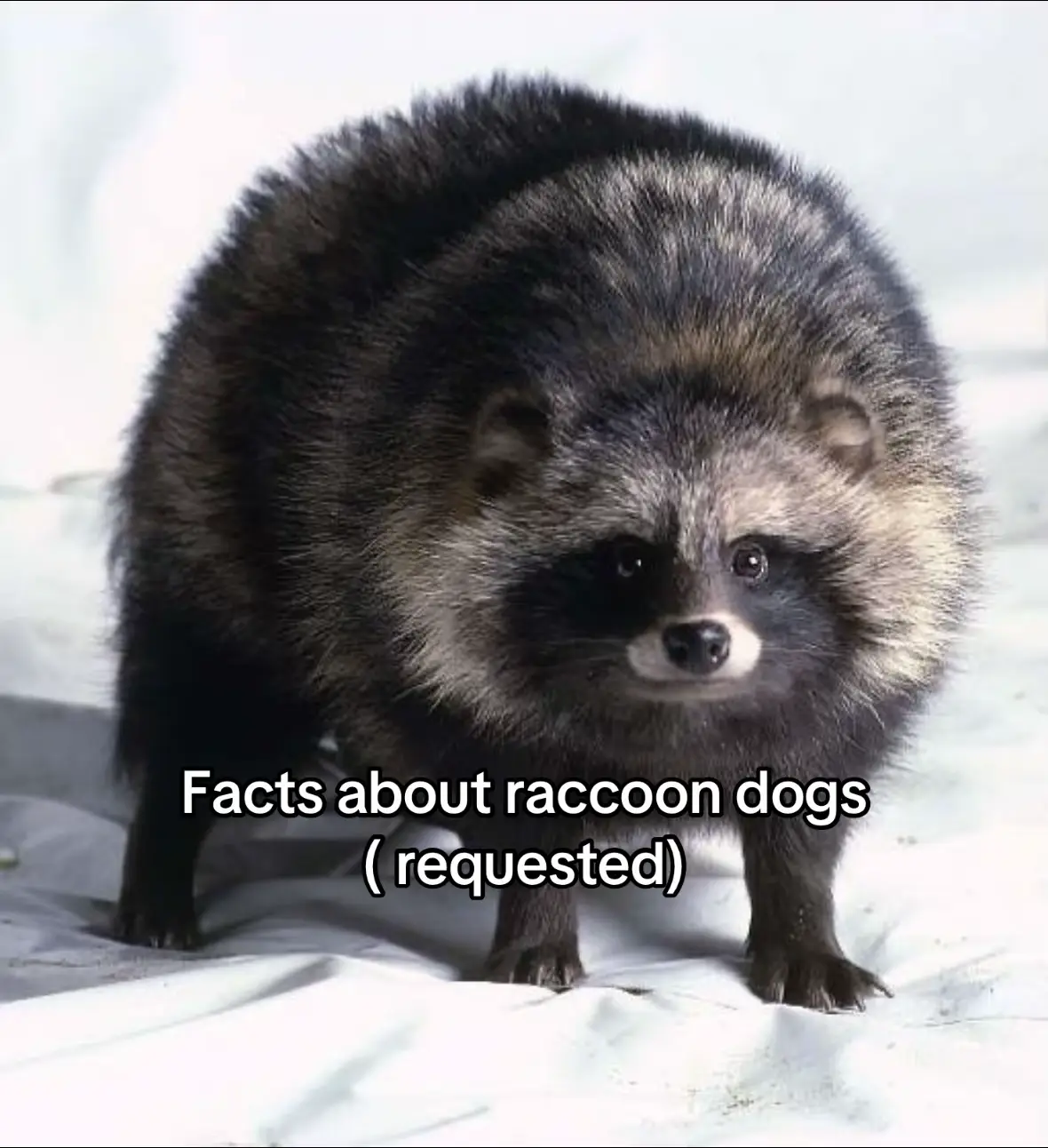 Requested #raccondogs #snow #fyp #funfacts 