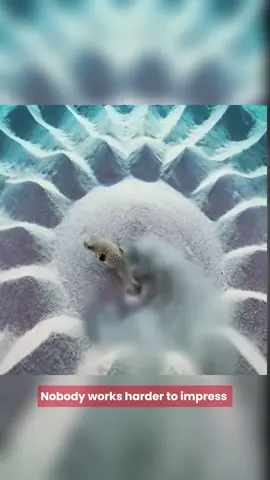 Underwater Wonders and the Fascinating Life of the White Spotted Pufferfish #fish #pufferfish #animals 