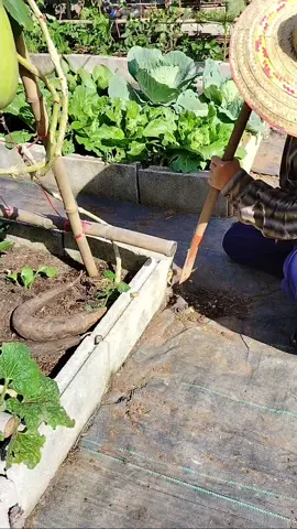 มาดูวิธีใช้ประโยชน์จากขวดพลาสติกกันค่ะ #ทำค้างผักแบบง่ายๆ 