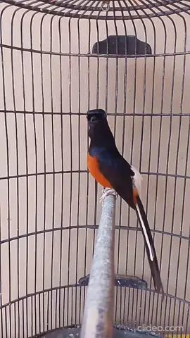 BARATA #fyp #fypage #muraibatu #muraibatuindonesia #trending 