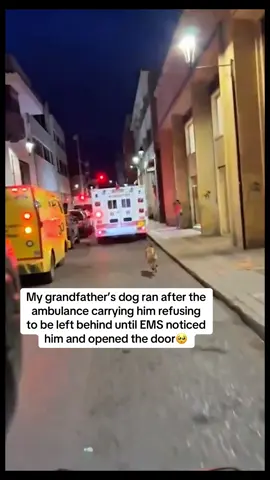 #LoyalCompanion #UnbreakableBond #DogsAreFamily #heartwarmingmoments 