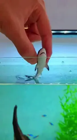 cá mập mini kute cool ngầu 🐋🦀🐬🐠