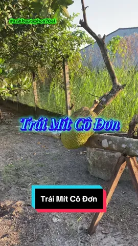 Những buổi chiều mang cả 1 mảng kí ức đẹp về tuổi thơ.Từng nhành cây,ngọn cỏ,chim trên cành,kiến dưới đất như có 1 cái hồn rất riêng mà chỉ có nơi này,có những buổi chiều quê yên bình như vầy mới có được 🥰🥰🥰 #anhbuutaphoa70e1 #dondepnhacua #ghe #gheinox #chieuque 