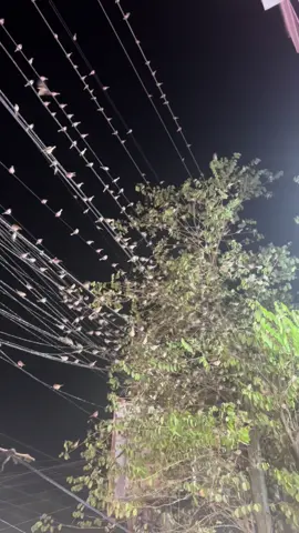 জীবন টা যেমন হোক চেয়েছিলাম তেমন হয়নি। তারপর চেয়েছিলাম জীবন যেমনই হোক, শুধু মানসিক শান্তিটা থাকলেই চলবে। এখন চলছেনা ঠিক তা না, জীবন কেটে যাচ্ছে তবে মানসিক শান্তিটা কিছুতেই আমার সাথে থাকতে চাচ্ছেনা। নিজের সাথে লড়াই চলমান; চলবে, এখানে থামার সুযোগ নেই।😆