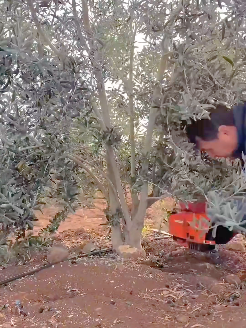 #المغرب🇲🇦تونس🇹🇳الجزائر🇩🇿 #turkey #italy #fyp #españa 