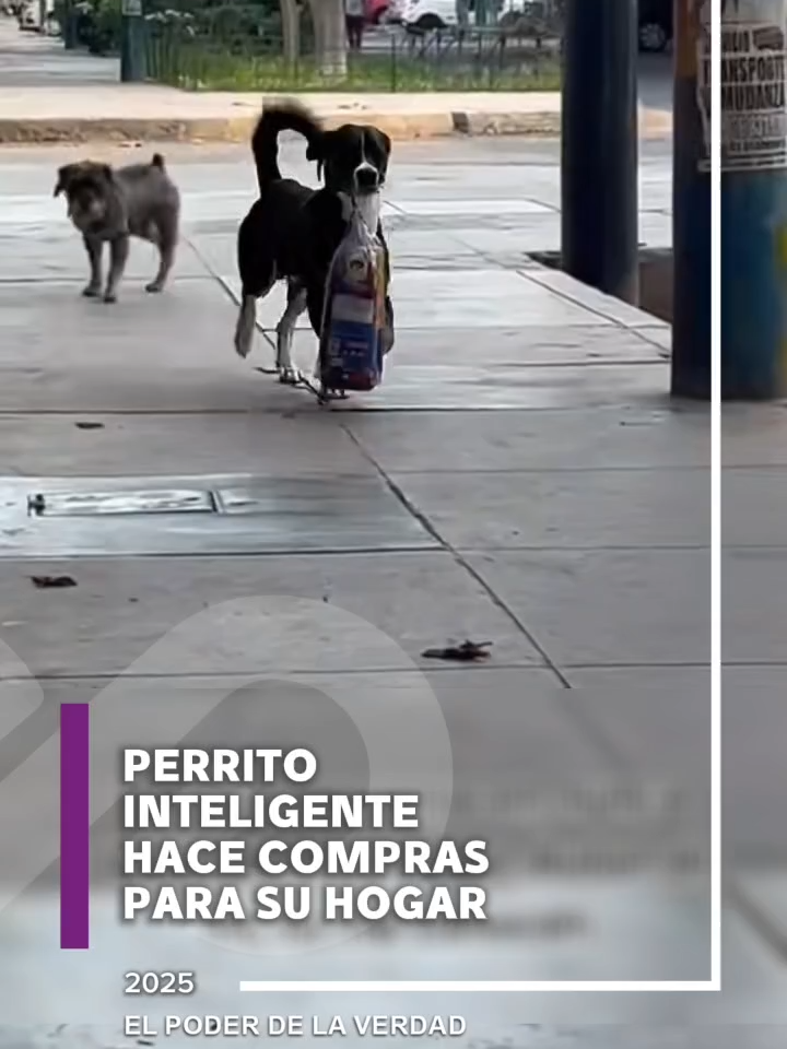 🐕🙏Un pastor alemán ha asumido un rol comportarse como un verdadero “padre” para todos🐾 #pastoraleman #perritos #padre #amorporlosanimales