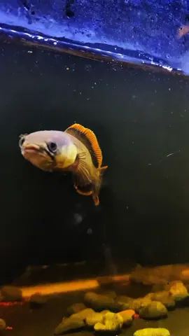 Modal awal B1C1 #limbatalovers  #CapCut #channalimbata #channaindonesia #fyppppppppppppppppppppppp 