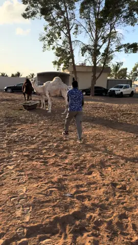 #الزاوية_العنقاء_طرابلس_صبراتة_مصراتة🔥🇱🇾 #الزنتان_تااغرمين_الوااشين_🔥🦅 #trendingnow 