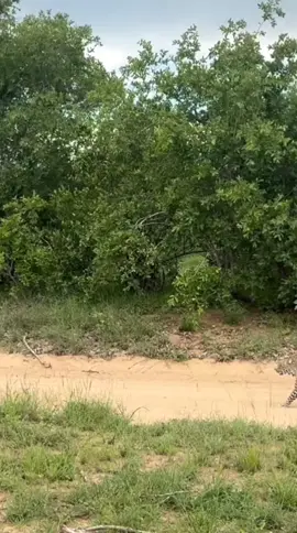 #wildifeanimals #AnimalLife #wildife 