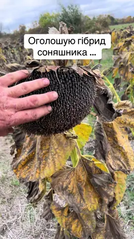 #мтз #мтз82 #юмз6 #мтз80 #юмз @Євросем| Виробник насіння🌻 @Марінка AgroSeeds🌻🌽 @🌻AGRO SEEDS🌽| Насіння🌱 @kurkul_tov @Яблуком - твій агроном @Ivan IVAGRO 