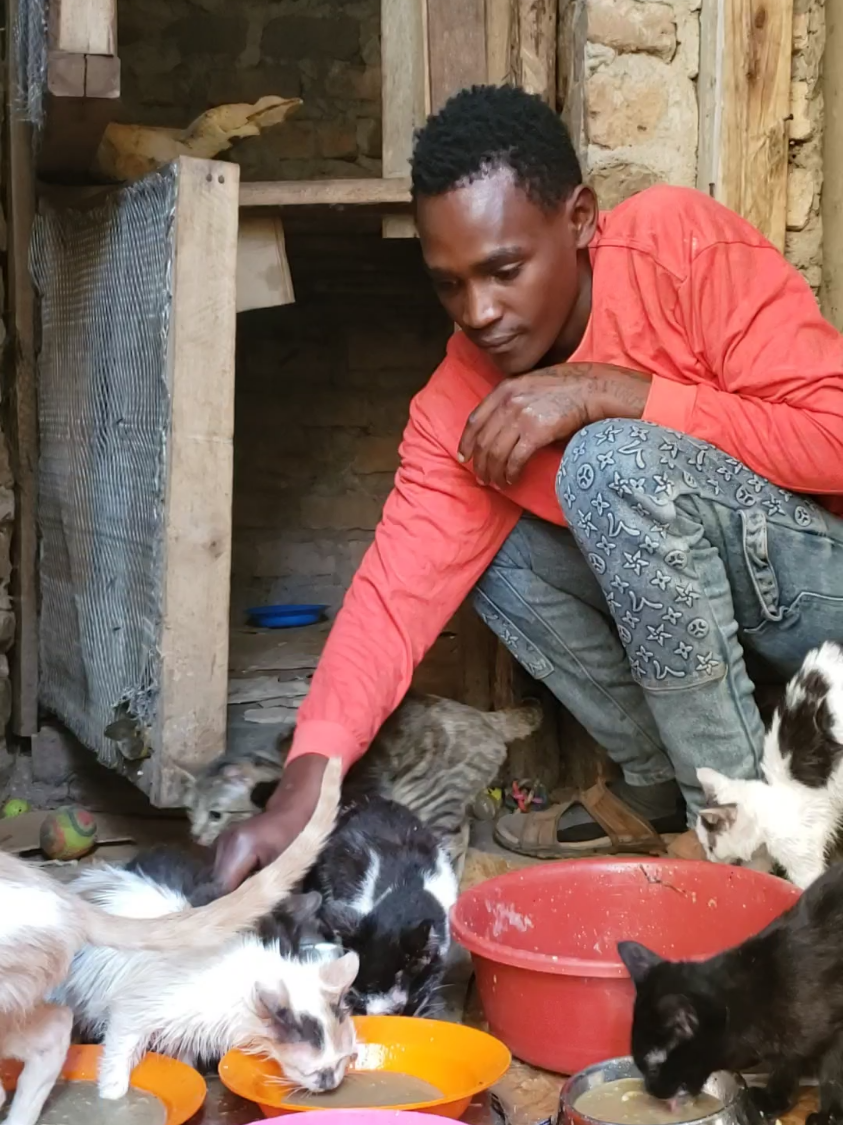 POV; You literally saving my hungry cats by writing random words to help#catsoftiktok #catrescue #lucy #cattok #helpme 