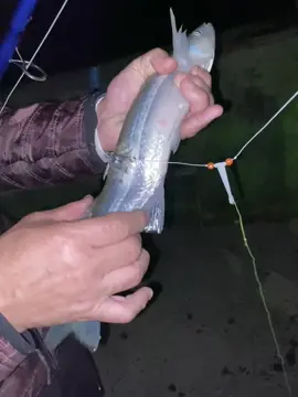 #pesca #fyp #pejerrey 