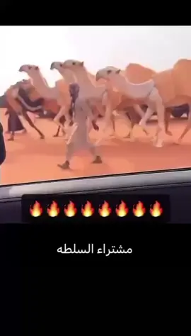 #محمد_السلطه #نخبة_السلطه #جائزة_الملك_عبدالعزيز_للابل #الصياهد #مزاين_الابل 