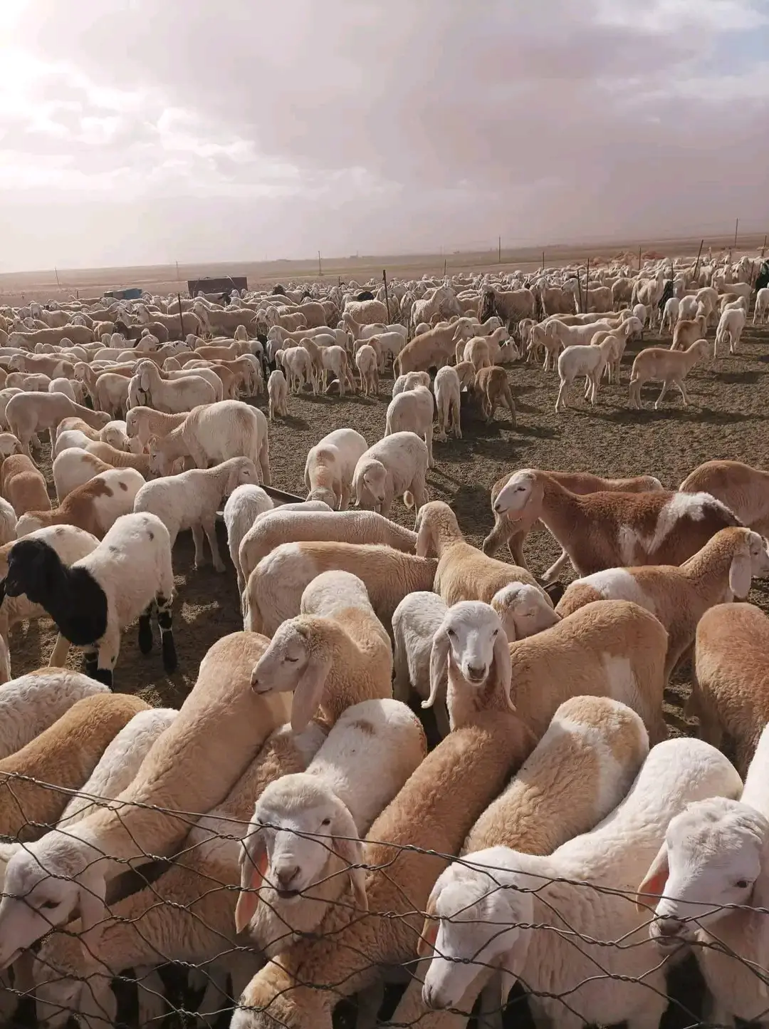 #شعب_الصيني_ماله_حل😂😂 