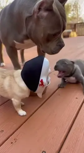 little dog vs Big dog so funny video 😂😂😂😂😂 #funnydogvideos #dog #funnyvideos #funnydog #nuyan_sk