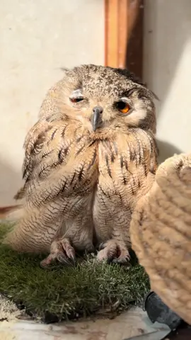 ミック、日向ぼっこしながら ウトウトする Mick is basking in the sun and dozing off. . #ベンガルワシミミズク #ミミズク #フクロウ #owl #indianeagleowl  .