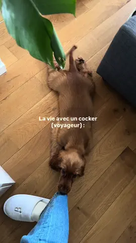 Tellement d’aventures vécues cette année avec cette petite boule de poils 🥰