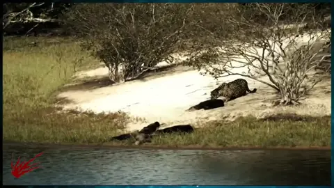 #a_anime_z #edit #parati #pleistoceno #Enhydriodon 