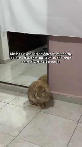 Desesperado, enojon, etc😂 #paratiiiiiiiiiiiiiiiiiiiiiiiiiiiiiii #conejostiktok #conejominilop #minilopbunny #bunnymom 