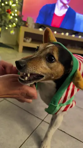 The second part🐶🙈 #jackrussell 