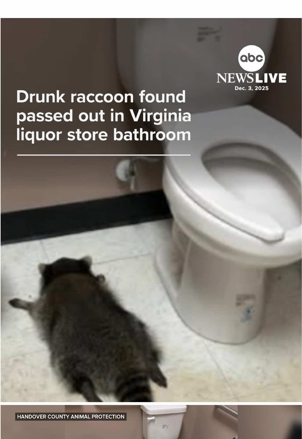 One Virginia liquor store had an unusual patron this weekend — an inebriated raccoon found passed out in the bathroom. #news #raccoon #virginia #abcnews 