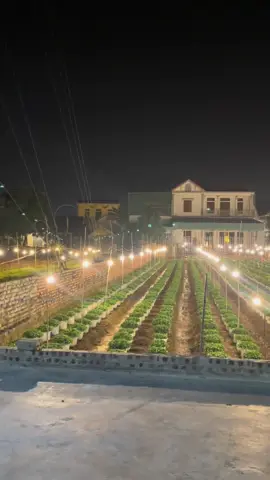 Tết về đến cửa nhà em rồi #ninhbinh #làng_hoa 