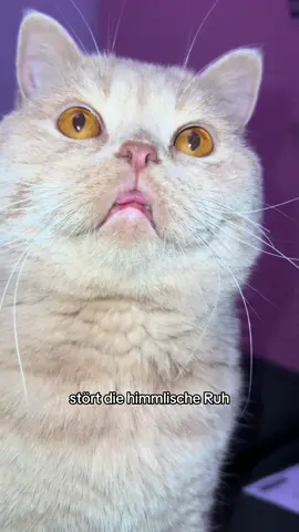 Ich kann das alles nichtmehr 😭 #katzenliebe #katzenvideo #katzenmensch #katzensong #gnocchi 