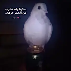 #مايصعد😂😂✌ 