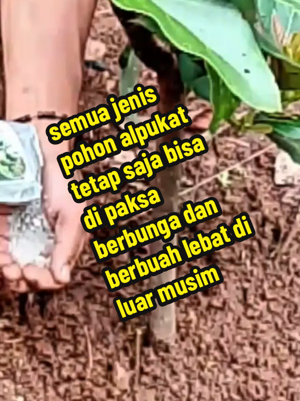 semua jenis pohon duryan tetap saja bisa di paksa berbunga dan berbuah lebat di luar musim cukup menggunakan #bosteralpukat 