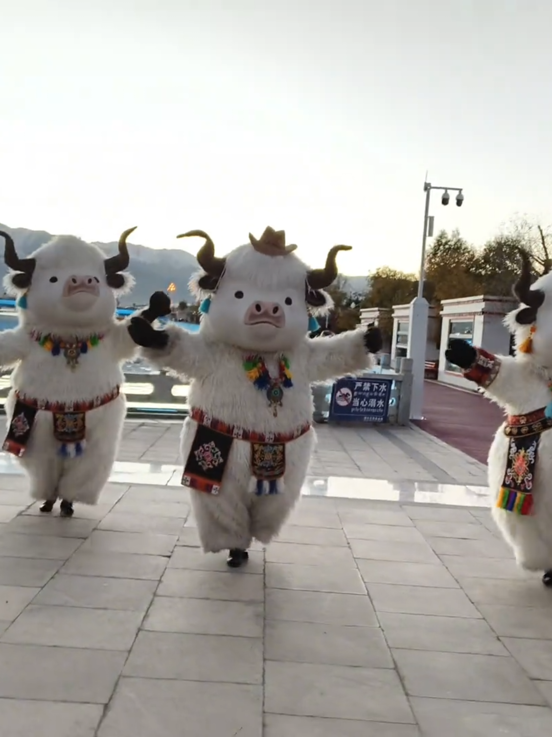 Лхасада желіде танымал болған як кейіпкерлері бірге балет билеп, тым сүйкімді көрінді! В Лхасе популярные в сети плюшевые яки устроили настоящий балет, ну просто очаровательно! #Лхаса#Сицзан#Китай#Яки#Балет