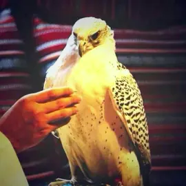 #احذر_الحر_تامر_البدوي #fyp 