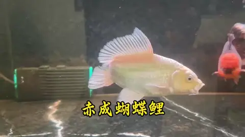 ka ka 6 vây vi đẹp #xuhuong #chépsưtử #becadep #cacanh #hoca 