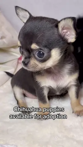 Chihuahuas available for adoption #chihuahua lovers#puppies lover