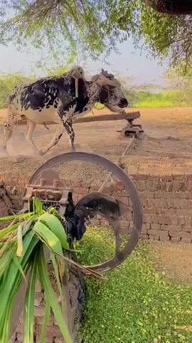 3Hp Toka Machine Operating With Bull Power #shorts #shortsfeed #punjabdimitti #trending #unfrezzmyaccount 