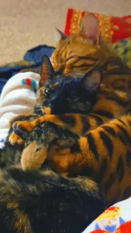 #bengalsoftiktok #tortiesoftiktok #catsoftiktok #fyp  #explorepage✨ 