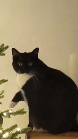 #cats #christmas #pets #catsoftiktok #music 