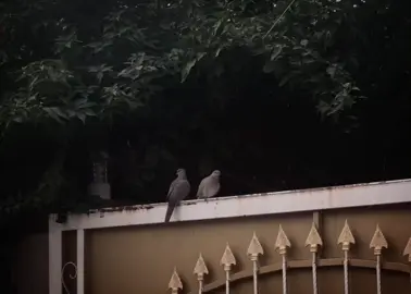 وەرە مەڕۆ💔#post #shahramgulchin #kamalgulchin #actives? @TikTok @#foryou @ForYou 100% working Tricks @TikTok Customer Service 