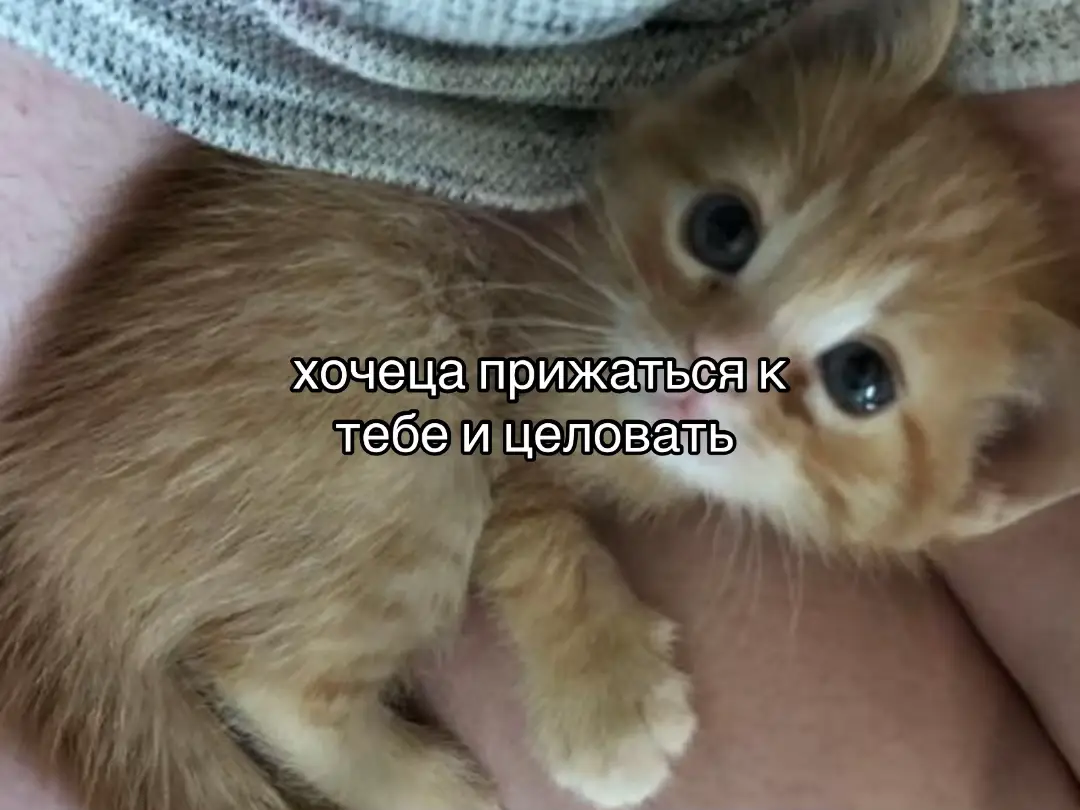 @dorks #fup #on #мяу?мяу?мяу???мяу??????мяу?мяу? #рекомендации #щитпост 