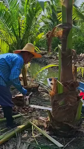 cara cortou todos os pés de coco