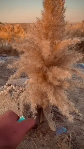 ماكدرو عليه سبو أبوي ألمات  #تصويري_احترافي_الاجواء👌🏻🕊😴 #اكسلبورر_explore #الشعب_الصيني_ماله_حل😂😂 #explore #تصميم_فيديوهات🎶🎤🎬 