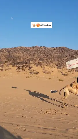 مهرجان #الصفحه 📍 بمنطقه صفحة ال مطهر🔥 #سباق #موروث #الهجن_الاصايل  #تصويري_احترافي_الاجواء👌🏻🕊